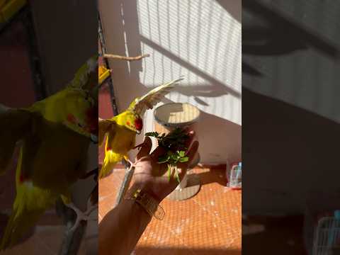 🦜😍