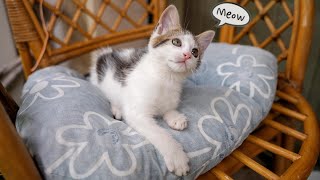 Cat Meowing Sound 🐈🐾 | Cat Sound | Cat Voice - Meow Sound