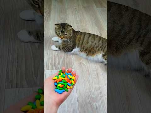 Cat Barsik 🤗🌈 Balls 🔴 Reverse video #marblerunandmore #cat #reverse