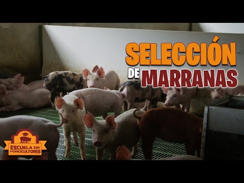 SI HACES ESTO TENDRÁS MÁS LECHONES 😳😳