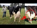 Dairy Cow Breeds Characteristics
