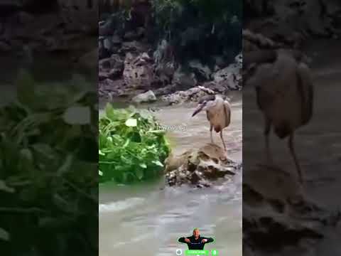 Cách bắt cò chuẩn như sách giáo khoa #shortvideo