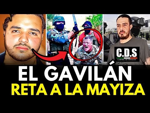 ÚLTIMA HORA🚨 “Aquí andamos bien PILAS todos con El Gavilán” Reto Mortal a La MAYIZA