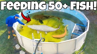 Feeding All 50+ of My Monster Aquarium Fish! & NEW POOL POND Light Setup *LYLYME*