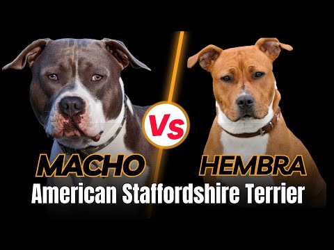 American Staffordshire Terrier: ¿Cuál Elegir, Macho o Hembra?