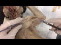 Muscle Dissection Techniques and Procedures