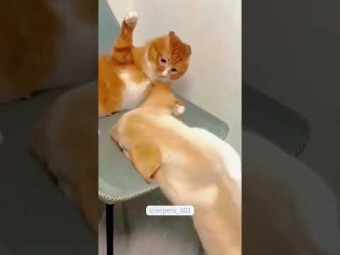 Cat Hits Dog and Walks Away Like a Boss 😂🐾