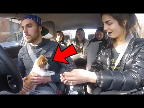 PERRITO en UBER