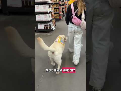 Where do service dogs go to the bathroom? I get this question often #servicedog #servicedoghandler