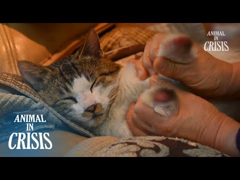 Cat Lost Two Legs, But Miracle Happened! l Animal in Crisis Ep 371