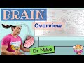 Brain Structure and Function Assessment