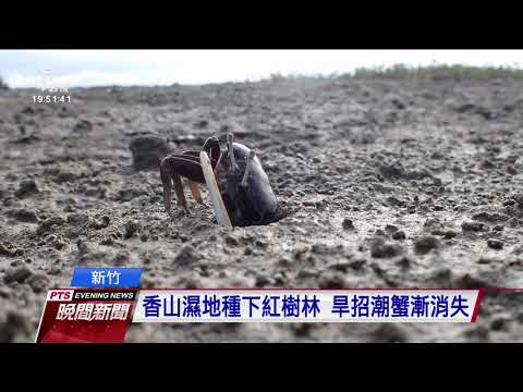 新竹香山濕地誤植紅樹林 導致特有種旱招潮蟹銳減 20210111 公視晚間新聞 - YouTube(2分13秒)