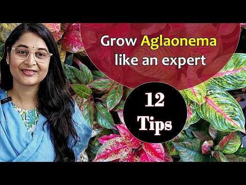 🔴AGLONEMA PLANT CARE /CHINESE EVERGREEN PLANT/ SAVE DYING AGLAONEMA LIPSTICK #aglonema #garden