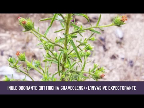 Inule odorante (Dittrichia graveolens) : l’invasive expectorante