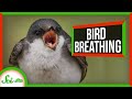 Unidirectional Breathing and Its Evolutionary Significance
