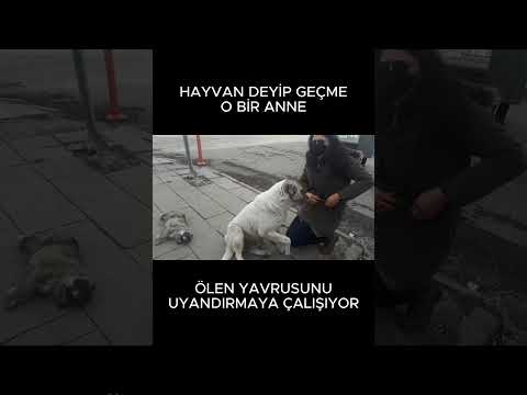 SONRADAN GELEN GÜZEL KALPLİ ABLAMIZ HELAL OLSUN BACIM SANA..