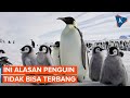 Kuis: Burung yang Tidak Bisa Terbang