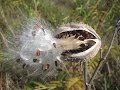 Seed Dispersal Mechanisms and Strategies