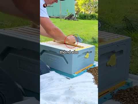 Nhận nuôi tổ ong để lấy mật 🐝