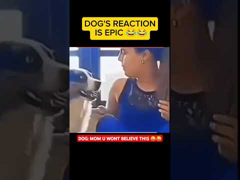 Gossip is life #funny #dog #shorts #shortvideo #fyp