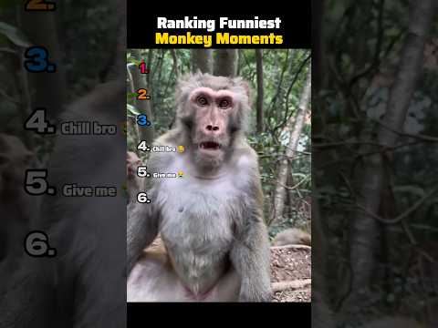 Ranking Funniest Monkey Moments
