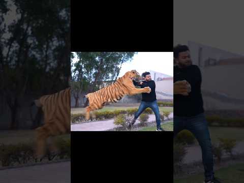 Tiger Attacks Straight to the Neck 😱 | Nouman Hassan