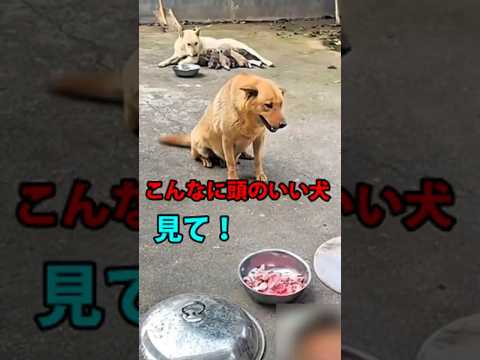 【こんなに頭のいい犬 見て!】 #感動 #犬の知性 #家族思い #心温まる話 #信じられない行動