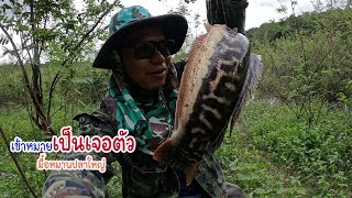 มื้อหมานไซส์โล น้ำท่วมใหม่หญ้าเริ่มเน่า แต่ปลากะยังเข้าคือเก่า