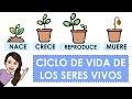 Ciclos de Vida de Seres Vivos