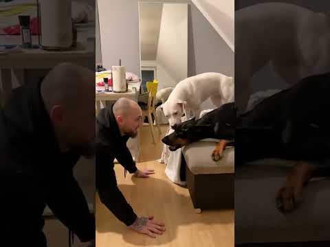 GEFÄHRLICHER DOBERMANN Reav ‼️😁