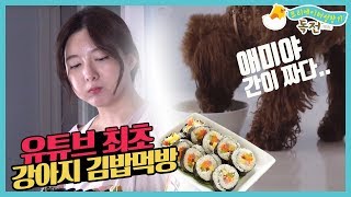 개님밥상의 강아지 김밥만들기 프로젝트+연극교사 더끄의 MBC 탐방기 다시보기