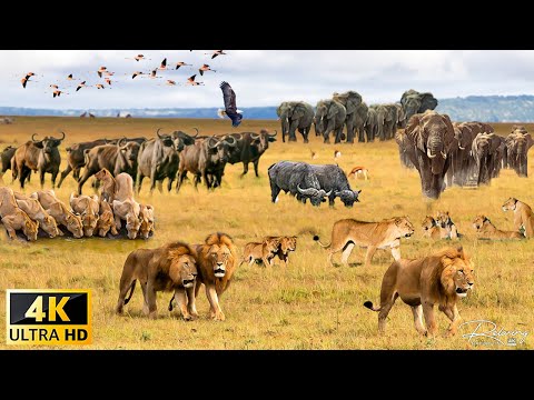 4K African Wildlife: The Super Beautiful Moment Animals of Aberdare National Park, Kenya, Africa