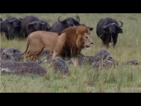 Angry buffalo herd can't stand the sight of lions