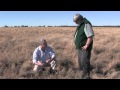 Mitchell Grass Management Practices