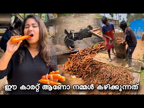 ഇവർ ചെയ്യുന്നത് കണ്ടോ ഈ കാരറ്റ് ആണോ നമ്മൾ രുചിയോടെ കഴിക്കുന്നത്😱