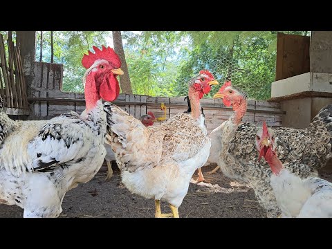 A Verdade Sobre o Atraso na Postura  das galinhas - Os Trabalhos na granja e mais...
