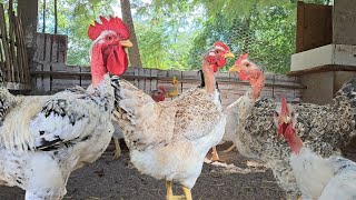 A Verdade Sobre o Atraso na Postura  das galinhas - Os Trabalhos na granja e mais...