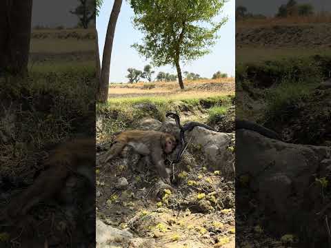 King Cobra Snake in front of Monkey