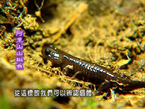 繽紛台灣再發現-第012集 來自冰河的驕客 阿里山山椒魚 - YouTube(24分11秒)