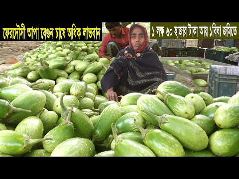 নারী উদ্যোক্তা ফেরদৌসী অপার বেগুন চাষে ১ লক্ষ ৬০ হাজার টাকা আয় - বেগুন চাষ পদ্ধতি ও আয় ব্যয়