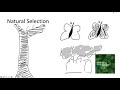Natural Selection and Its Mechanisms