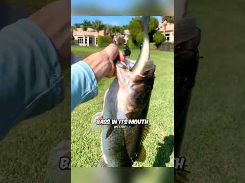 Cannibal Fish!? 😱