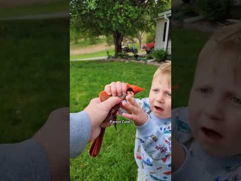 Parrot Core๐ฆ๐ฆ#parrot #petvideos #funny #animallife #funnyanimal