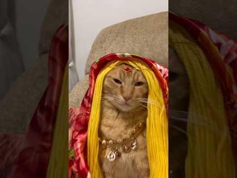 ASOKA INDIAN TREND VERSÃO GATOS