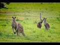 Kangaroo and Marsupial Facts