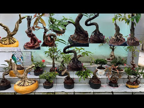 Báo giá 6/12 Hiếu Chào Bán Bonsai hoa trái đủ loại chơi Tết 2025