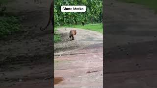 Chota Matka  sighting.Seems to me limping hard again 😳😭tadobaandharitigerreserve #tiger #tigerspotte