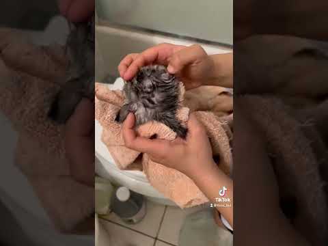 Ringworm Infection in Foster Kittens
