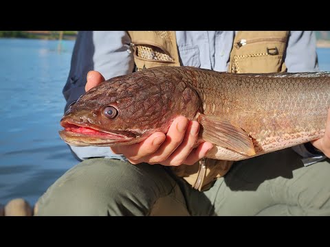 CÁ LÓC, SỘP KHỦNG 2.7kg