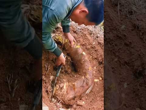 Đào trúng cây măng khổng lồ !!!!